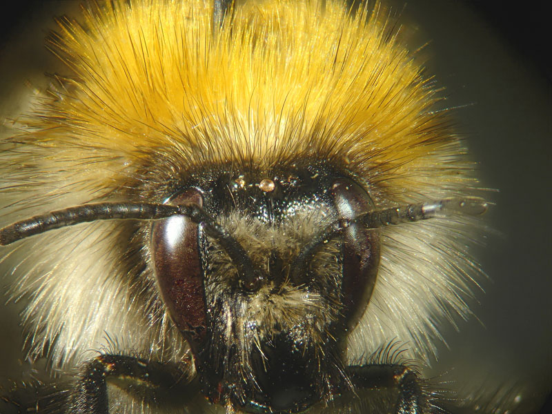 Frontside Bumblebee..