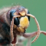 M�s PdC en tus fotos Macro?