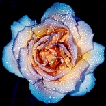 Focus Stacking Images by Russel Brown