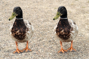 cloned ducks