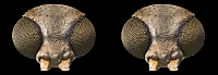 stereo_ii