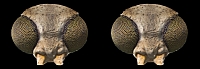 stereo_x
